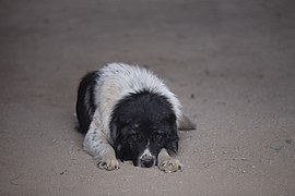 Animals of Iran - Kavir National Park - Qom Province - Deir-e Gachin Caravansarai 01.jpg