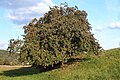 Apfelbaum (Hochstamm), Boskop