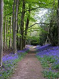 Thumbnail for File:Bluebells - geograph.org.uk - 2167019.jpg