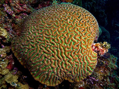 Colpophyllia natans (Boulder Brain Coral)