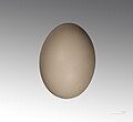   Egg