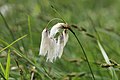 Eriophorum angustifolium