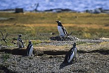 Gentoo Penguin on the nest - Tierra del Fuego - Argentina 96 8 (13222428274).jpg