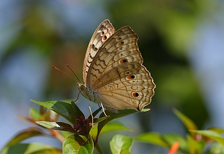 Junonia atlites (Grey Pansy)