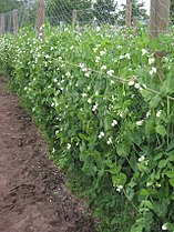 (nl:Peultjes) mange-tout