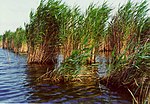 Reedbed.jpg