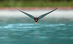 Na uku A swallow (Hirundo rustica) drinking while flying over a swimming pool sanchezn (License: CC BY-SA 3.0)