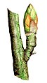 Betula pendula bud illustration