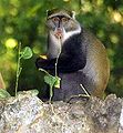 Cercopithecus albogularis (cat.)