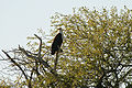 Reserve de Djoudj, Senegal