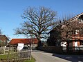 Thumbnail for File:Eiche in Neufahrn (Egling) - 2023-03-16 - 400a.jpg