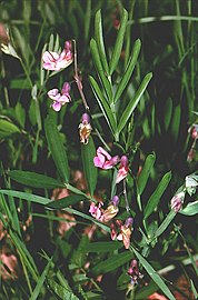 Lathyrus linifolius