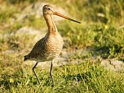 Limosa limosa