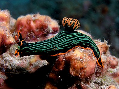 Nembrotha kubaryana (Variable Neon Slug)