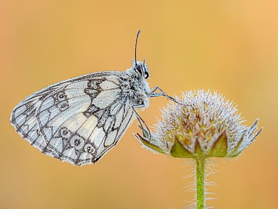 Schachbrett (Melanargia galathea) im FFH-Gebiet "Sandgebiete zwischen Mannheim und Sandhausen" 17