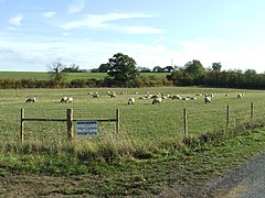 Sheep - geograph.org.uk - 2670934.jpg