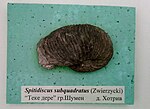 Thumbnail for File:Spitidiscus subquadratus (Zwierzycki) Lower Hauterivian, Teke Dere, Shumen Province, Cr1 1710 at the Sofia University 'St. Kliment Ohridski' Museum of Paleontology and Historical Geology.jpg