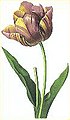 Tulipa