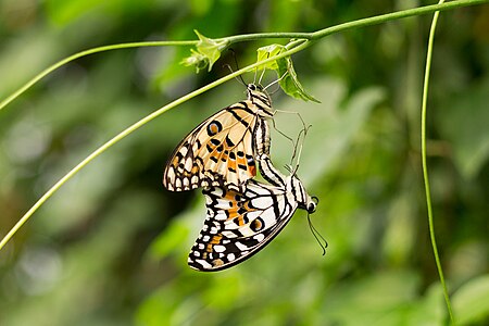 Papilio demoleus (Lime Butterfly)