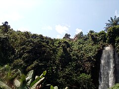 Arbre près de la chute.jpg