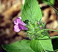 Clinopodium vulgare, Graz (Austria)