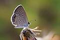 * Nomination Close wing Basking of Freyeria putli (Kollar, 1844) - Black-spotted Grass Jewel (3) WLB --Anitava Roy 15:45, 17 August 2024 (UTC) * Decline  Oppose Chroma noise. --Sebring12Hrs 17:43, 17 August 2024 (UTC)