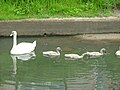 Mute swan with cygnets (Gdańsk/Poland)