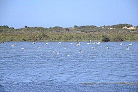 Delta del río Muluya 04.jpg