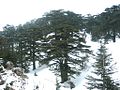 'Cedars of God', Lebanon