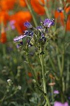 Gilia latiflora