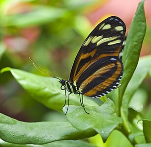 Heliconius ismenius (Ismenius Tiger)