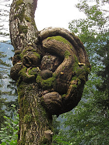 Tree called Ohrwaschlbaum because of its growths, on the way through the Wasserlochklamm at Palfau © Duke of W4