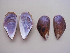 Perna perna (Linnaeus, 1758) 2013 001.JPG