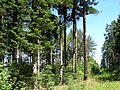 Forest, Třebíč-Slavice, Czech Republic