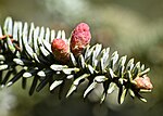 Thumbnail for File:Abies pinsapo kz01.jpg