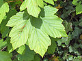 Leaves