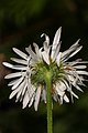 Erigeron aliceae