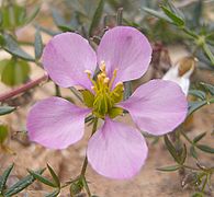 3.4.14 Fagonia cretica