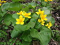 Marsh Marigolds