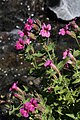 Mimulus lewisii