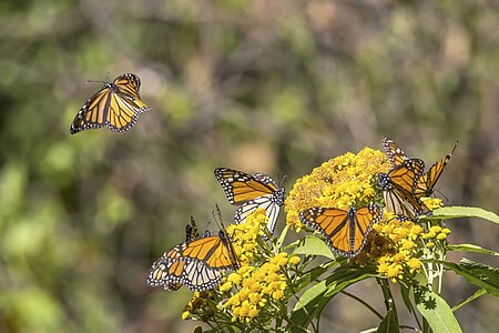 Monarch butterflies (Danaus plexippus plexippus) Piedra Herrada 2