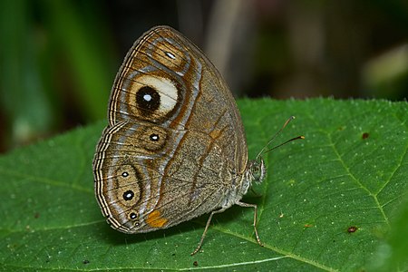 Mycalesis patnia (Glad-eye Bushbrown)