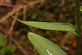 Platanthera stricta