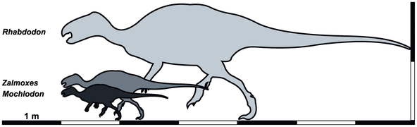 Rhabdodontidae size.png