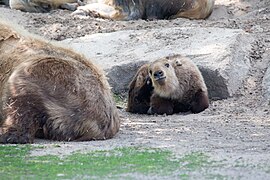 Sichuan-Takin-44.jpg