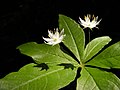 51 Trientalis borealis, Québec (Matthieu Gauvain) uploaded by Falcoperegrinus, nominated by Falcoperegrinus