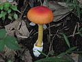 Amanita hemibapha