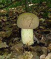 29 Boletus impolitus 2010 G2 uploaded by George Chernilevsky, nominated by George Chernilevsky