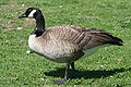 Canadian Goose