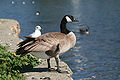 Canadian Goose